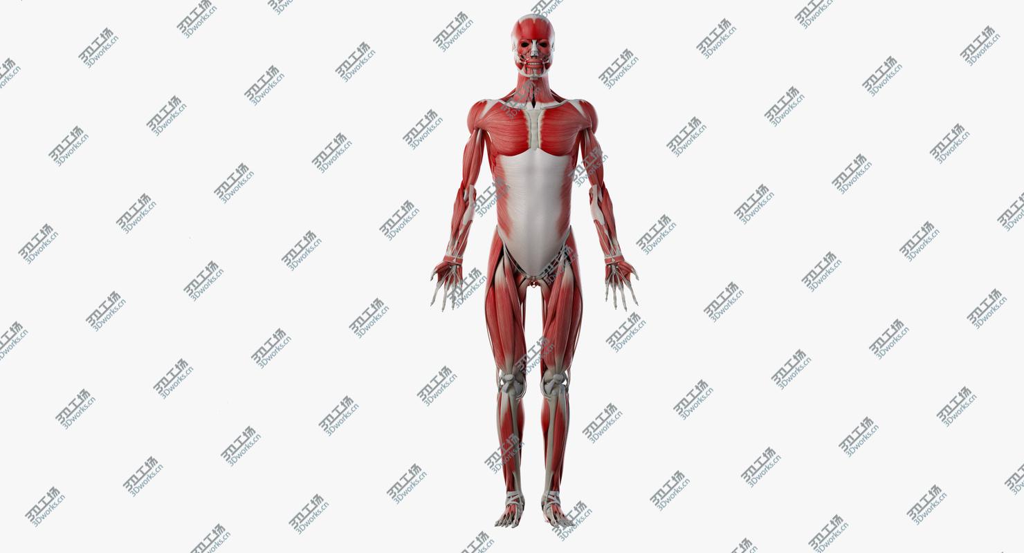 images/goods_img/2021040232/3D model Male Skin, Skeleton, Ligaments And Muscles/5.jpg